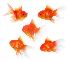 Fototapeta premium Gold fish isolated on white background.