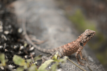 chameleon