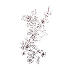 graphic black and white drawing branch of malva silvestris with flowers and leaves