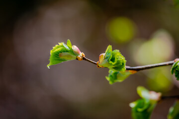 Linden tree leaves in the springtime 