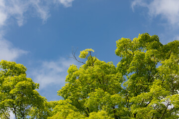 青空と新緑