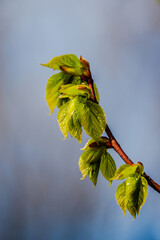 Linden tree leaves in the springtime 