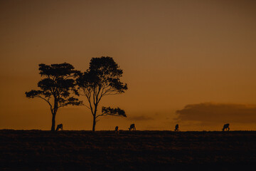 sunset in africa