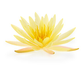 Yellow Lotus flower plants isolated on white background