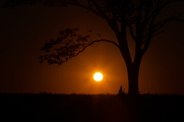 sunset in the forest