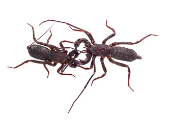 Scorpion on white background