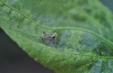 Poisonous spider inside green leaf. Arachnophobia concept, fear of spider. Spider bite or fingering. Spider on spider web. Jumping Spider