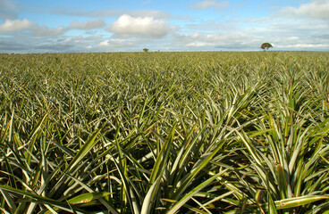 Planting and manual collection of pineapple in Santa Rita, Paraiba, Brazil on September 16, 2008.