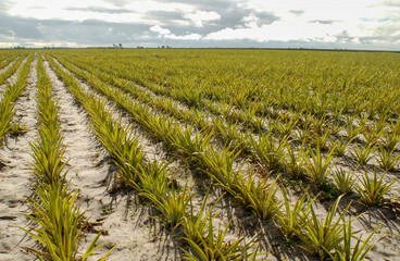 Planting and manual collection of pineapple in Santa Rita, Paraiba, Brazil on September 16, 2008.