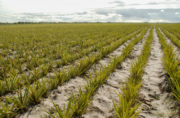 Planting and manual collection of pineapple in Santa Rita, Paraiba, Brazil on September 16, 2008.