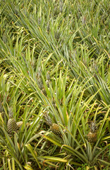 Obraz premium Planting and manual collection of pineapple in Santa Rita, Paraiba, Brazil on September 16, 2008.
