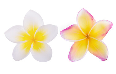 Plumeria flowers isolated on white background