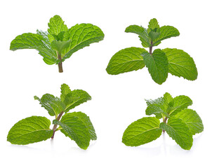 mint on a white background