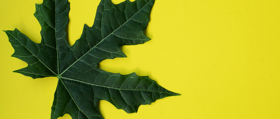 top view of papaya leaves on a yellow background. empty space
