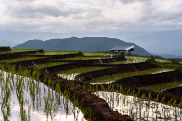 Easy cabin in agriclture terraced rice fields area on mountain in forest on Doi Inthanon. Chiang Mai, Thailand.