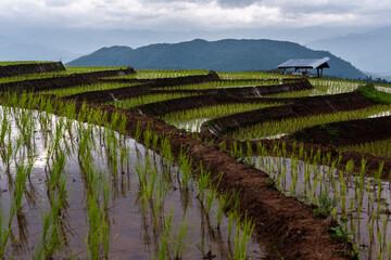 Easy cabin in agriclture terraced rice fields area on mountain in forest on Doi Inthanon. Chiang Mai, Thailand.