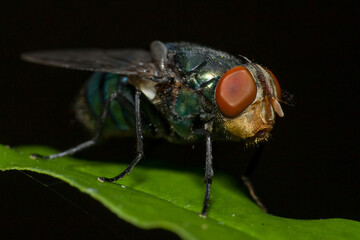 Flies or fly is a small insects that are usually around us