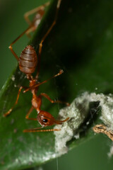 Red Ants are small insects that are usually around us