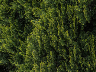 Fototapeta premium Oriental Arborvitae (Platycladus Orientalis)