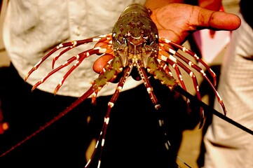 hand holding a lobster