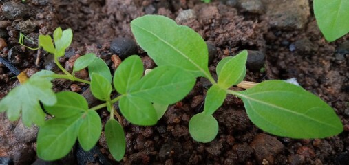 green sprout in the ground