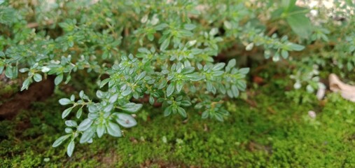 moss on the ground