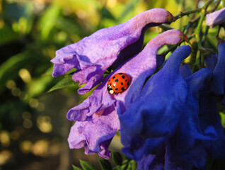ladybug on flower