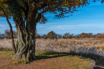 Silver reed at Jeju stone park, Republic of Korea