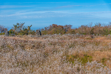 Silver reed at Jeju stone park, Republic of Korea
