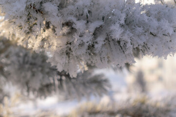 Pine branch in the snow. Snowflakes on long green needles. Sunlight, glare. Selective focus, blur. Concept - New Year tree, Christmas holiday.