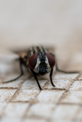common fly extreme macro