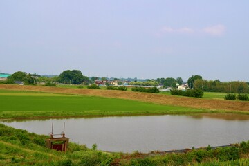 田植えの頃　田舎　水田　風景　栃木