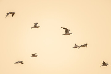 Seagull outdoor sea fly freedom