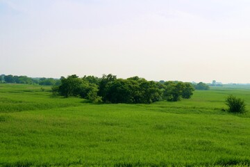 Obraz premium 新緑 渡良瀬 河川敷 風景 栃木