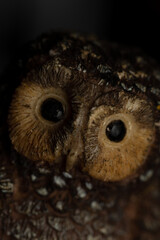 Owl toy close up