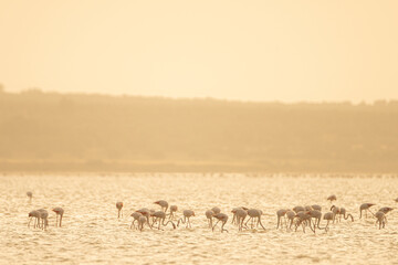 Fototapeta na wymiar Group of Flamingo in Tunisia.