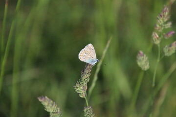 Papillon AZURÉ BLEU CÉLESTE 
