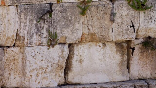 The wailing Wall (kotel,Western) With Swifts Birds Flying in Slow Motion