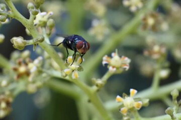 a fly perched on a mango flower