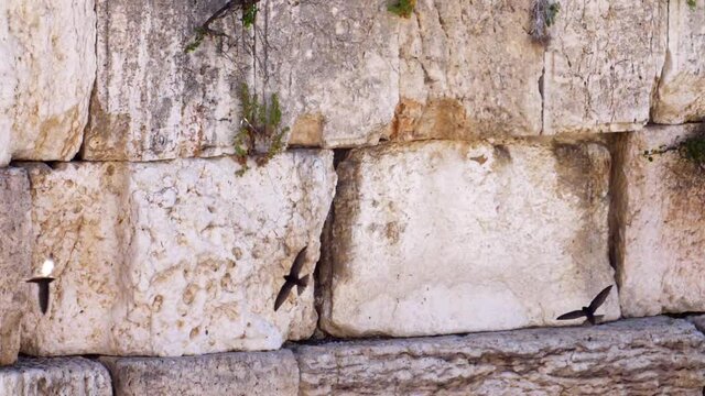 The wailing Wall (kotel,Western) With Swifts Birds Flying in Slow Motion
