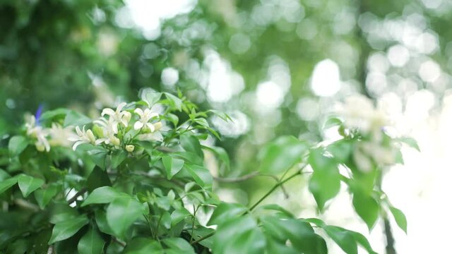 Strong Wind against White Flower Orange Jasmine or Mock Orange (Murraya paniculata) in tropical garden