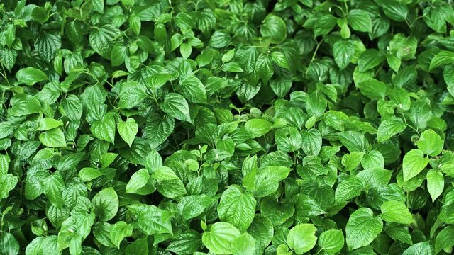Thai herb medicinal green leaves betel or Piper Sarmentosum Roxb  