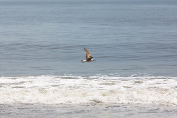 Seagulls on the beach and flying over the waves.