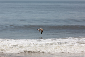 seagulls on the beach and flying over the waves.