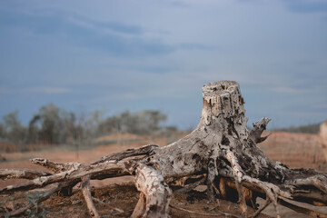 Fototapeta premium Dry wood that was abandoned on dry soil.