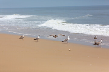 Seagulls on the beach and flying over the waves.