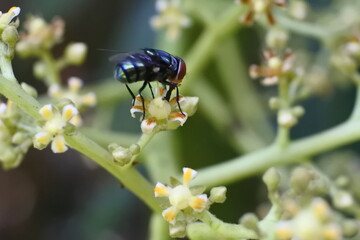 a fly perched on a mango flower