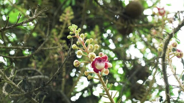 Blooming Pink Flower and Budding Call Sal Flower on Cannonball tree or
Sala Tree 
