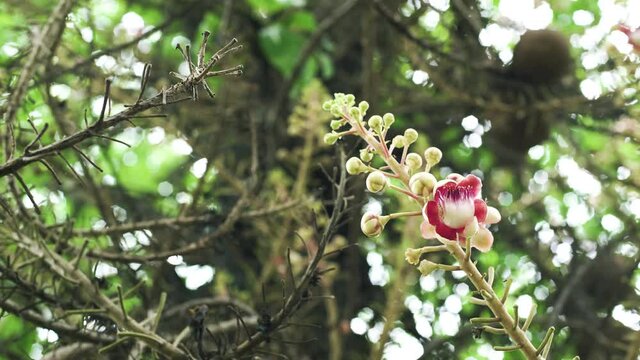 Sal Flower on Cannonball tree or
Sala Tree (in India call SAL tree) is really important for the Buddhism as believe that The Buddha was born under the Tree