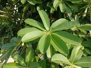 Green leaves with branches hanging on tree backgrounds and textures closeup for design.